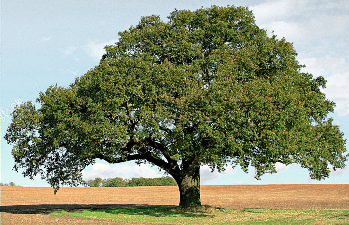 The World of Walnut Trees – Bulk Cutting Boards